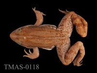 藏品(金線蛙)的圖片